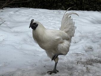 Ga H´mong násadová vejce - kuřátka NV