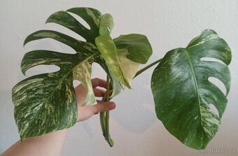 Monstera albo variegata řízek SLEVA