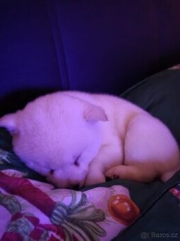 Shiba inu