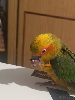 Aratinga slunecni ručně dokrmeny - 1