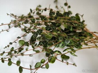 Peperomia prostrata - 1