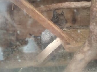 Daruji, 2x Osmak degu - 1