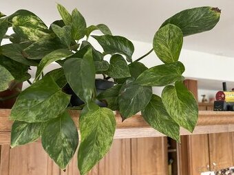 Epipremnum marble queen - šplhavice - nenáročná pokojovka