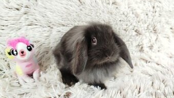 Zakrslý beránek, králík, králíček - MISSI