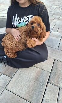Cavapoo
