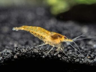 Krevetky - Neocaridina Orange Sakura light