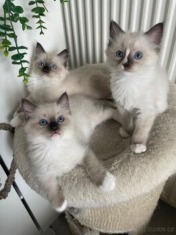 Nádherní 3 kocourci Ragdoll bez pp