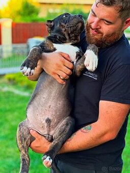American bully xl/xxl Pitbull xxl - 1