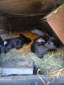 Německý obrovitý strakáč