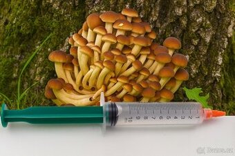 Mycelium Polnička Topolová