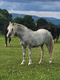 Welsh mountain pony - klisna