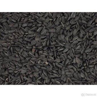 Slunečnice černá