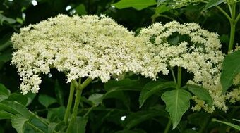 Prodám květ bezu černého, lipový květ,....