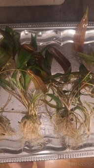 Akvarijní rostlina, kytka