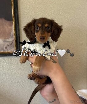 Sháním jezevčíka – fenečku 🐶❤️