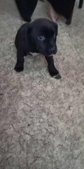 Labradorský retrívr