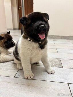 Americká akita - 1