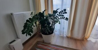 Pokojové rostliny: Zamiokulkas (Zamioculcas), Fíkus (Ficus)