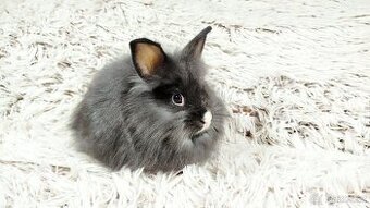 Zakrslý králík, králíček - HOLLY