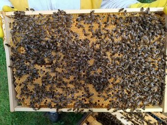 Prodám vyzimované včelí oddělky - jaro 2026