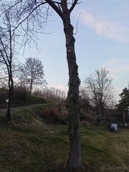 Prodám kmen višně