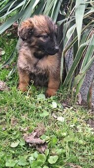 Kolie,kolia,mini