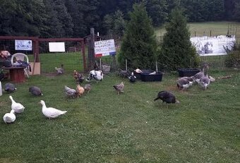 násadová vejce landes husy