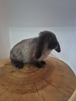 Zakrslý králíček - beránek - samička