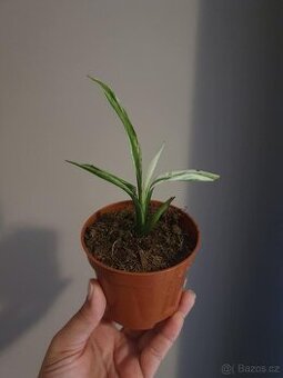 Strelicie albo variegata