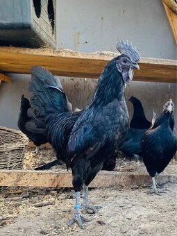 NV Ayam cemani