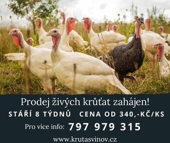 Živá drůbež - Krůťata