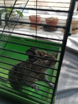 Daruji osmáka degu