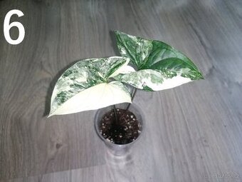 Syngonium Podophyllum Albo variegata