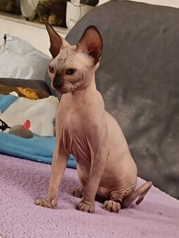 SPHYNX koťata bez PP