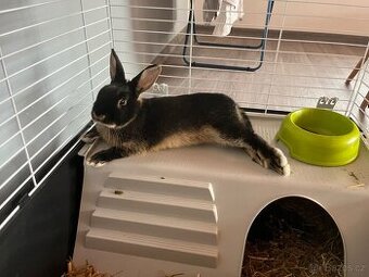 Zakrslý králík + komplet příslušenství.