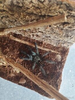 Psalmopoeus irminia