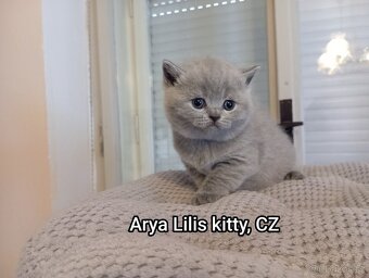 Britská krátkosrstá modrá koťátka s PP