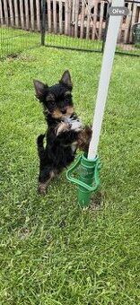 K prodeji black tan yorkshire terrier