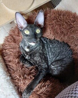 Cornish Rex