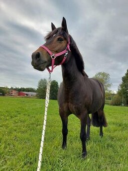 Klisna welsh part bred s PP