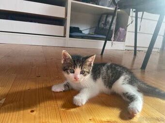 Prodám kotě - křížence perské kočky