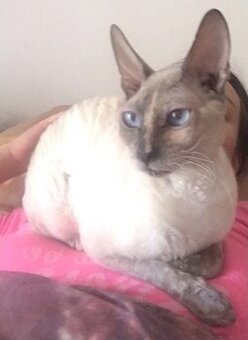 Kočička cornish rex