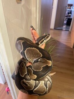 Krajta královská(samice) + kompletně vybavené terarium