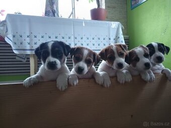 Jack Russell teriér