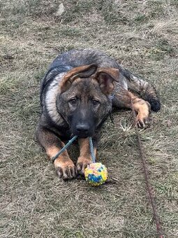 Německý ovčák s PP