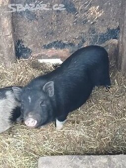 Prodám kanečka asi větnam