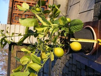 Citroník plodící a kvetoucí