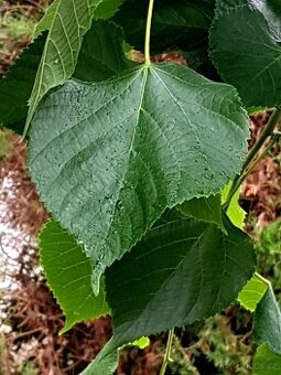 Lípa, stromky, stromy, okrasné stromy