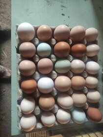 Násadová vajíčka - 1
