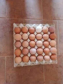 Vajíčka z domácího chovu